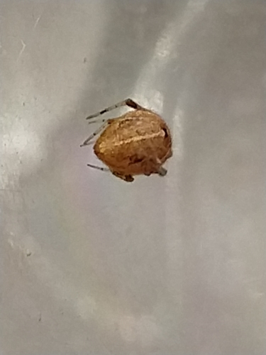 Tidarren haemorrhoidale · iNaturalist