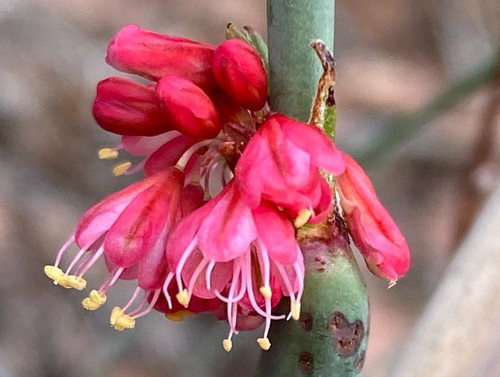 Eriogonum zionis var. coccineum