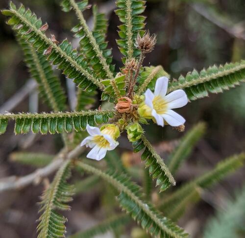 Biophytum aeschynomenifolia