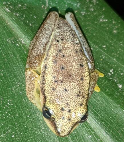 Andasibe Reed Frog