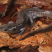 Jefferson Salamander - Photo (c) Jake Scott, all rights reserved, uploaded by Jake Scott