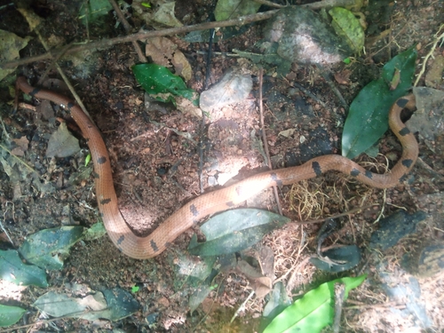 Lycophidion nigromaculatum