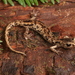 Wandering Salamander - Photo (c) Jake Scott, all rights reserved, uploaded by Jake Scott