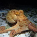 Red-spot Night Octopus - Photo (c) Bella Reboul, all rights reserved, uploaded by Bella Reboul
