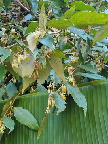 Styrax acuminatus