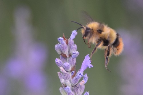 Fuzzy-Horned Bumble Bee