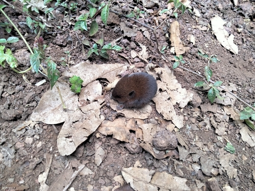 Dark-colored Brush-furred Rat (Lophuromys aquilus) — Data Deficient Mammalia
