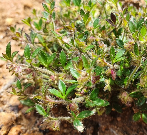 Xanthosia tasmanica Domin