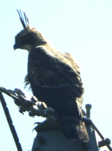 Mountain Hawk-Eagle