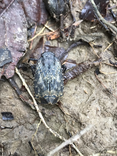 Aeburia Insect Genus Aburia · iNaturalist