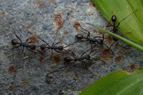 Aenictus dentatus