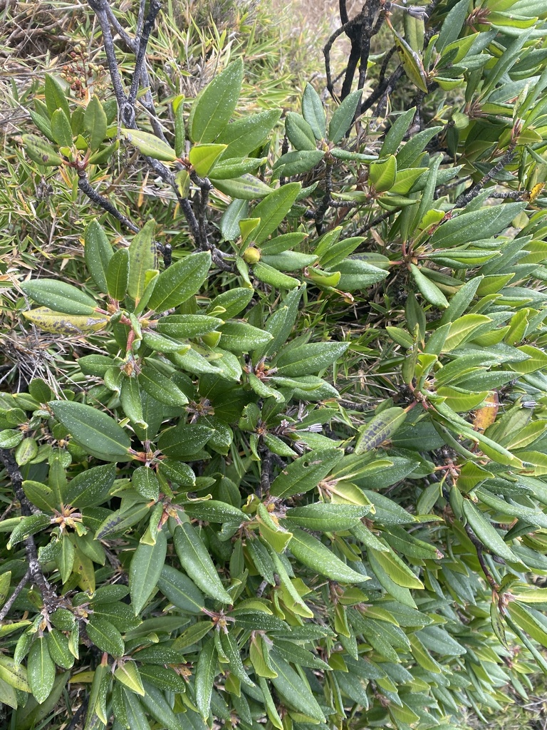 falsegoldflower rhododendron from 海端鄉, TW on October 30, 2022 at 08