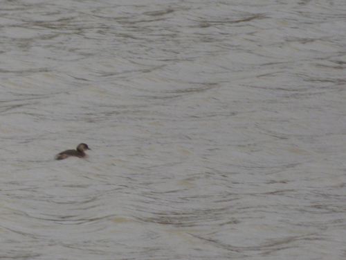 Little Grebe