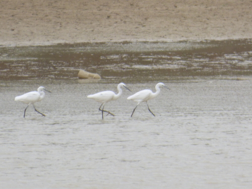 Little Egret
