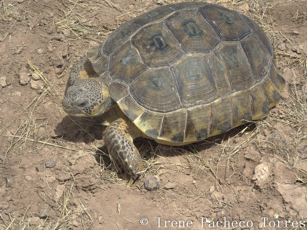 Bolson Tortoise in May 2017 by Irene Pacheco · iNaturalist