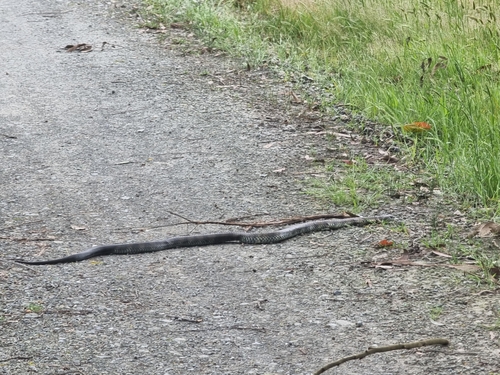 Tiger Snake sighting