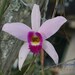 Orquídeas - Photo (c) Big Birdy, todos los derechos reservados, subido por Big Birdy