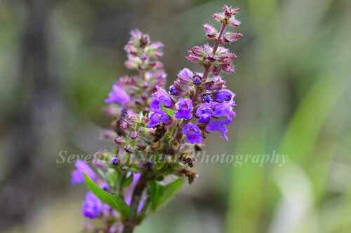 Salvia chinensis Benth.