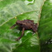 Orange-bellied Leaf Toad - Photo (c) rojas_morales_ja, all rights reserved, uploaded by rojas_morales_ja