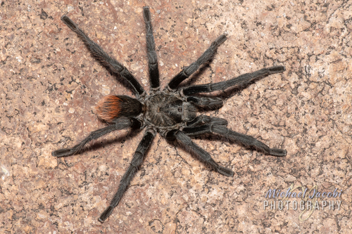 Tucson Bronze Tarantula