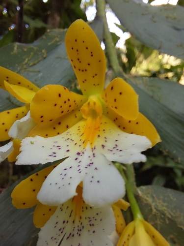 Wallisii Orchid