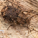 Ulodidae - Photo (c) Danilo Hegg, all rights reserved, uploaded by Danilo Hegg