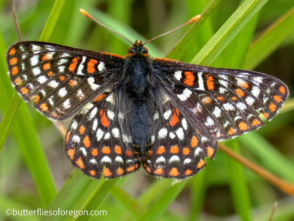 Taylor's checkerspot butterfly