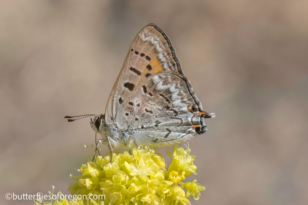 Arota Copper Butterfly