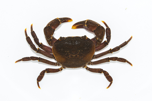 Tenuilapotamon latilum kaiyangense