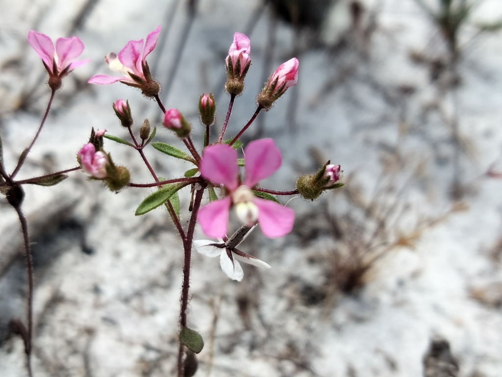 Levenhookia stipitata from Gingin, AU-WA, AU on 2022년 10월 31일 (월) at 01:29 오후 by Donna Inglis · iNaturalist Levenhookia... 