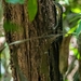 Spotted Tree Monitor - Photo (c) Nico, all rights reserved, uploaded by Nico