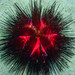 Blue-spotted Urchin - Photo (c) Lesley Clements, all rights reserved