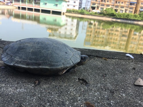 Black Marsh Turtle