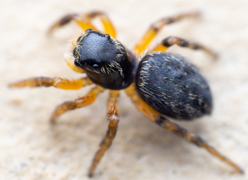 Euophrys sulphurea