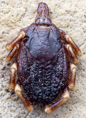 Hyalomma marginatum