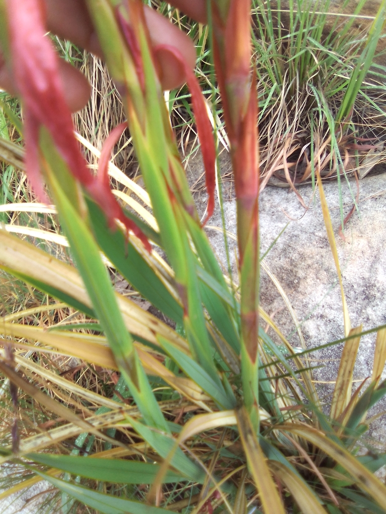 Watsonia gladioloides 'Orange Dwarf' (Dwarf Orange Bugle Lily)
