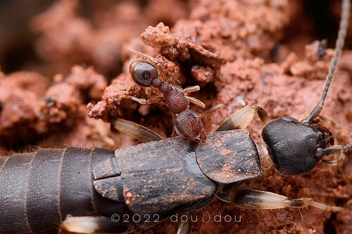 小刺铺道蚁Tetramorium parvispinum