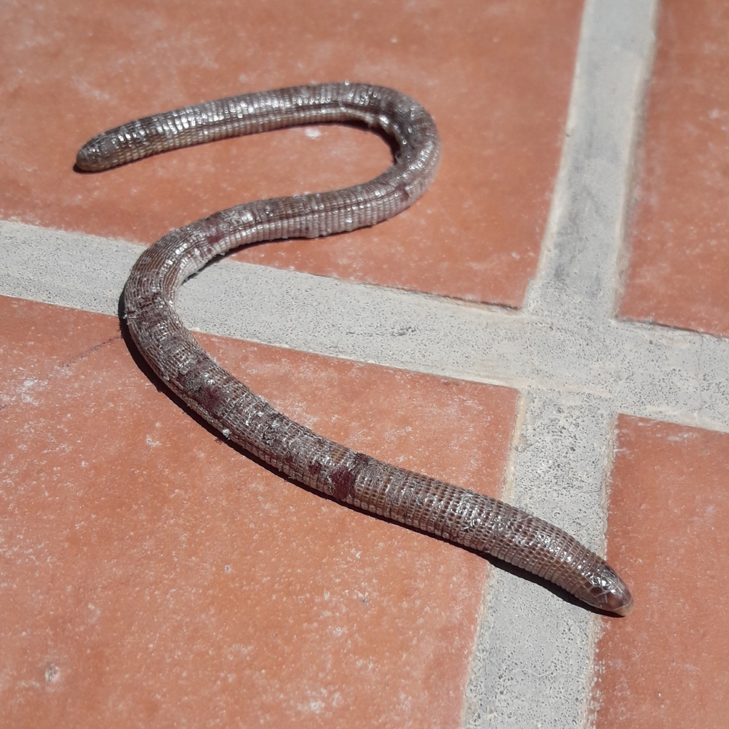 Darwin's Ringed Worm Lizard from Mercedes, Provincia de Buenos Aires ...