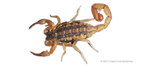 Durango Bark Scorpion