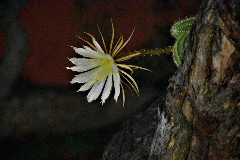 moonlight cactuses (Genus Selenicereus)  iNaturalist