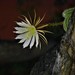 Moonlight Cactuses - Photo (c) P Gonzalez Zamora, all rights reserved, uploaded by P Gonzalez Zamora
