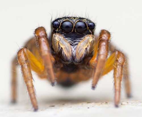 Euophrys sulphurea