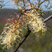 Grevillea annulifera - Photo (c) Ruth Ripley, all rights reserved, uploaded by Ruth Ripley