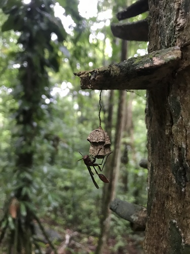 Mischocyttarus melanarius image