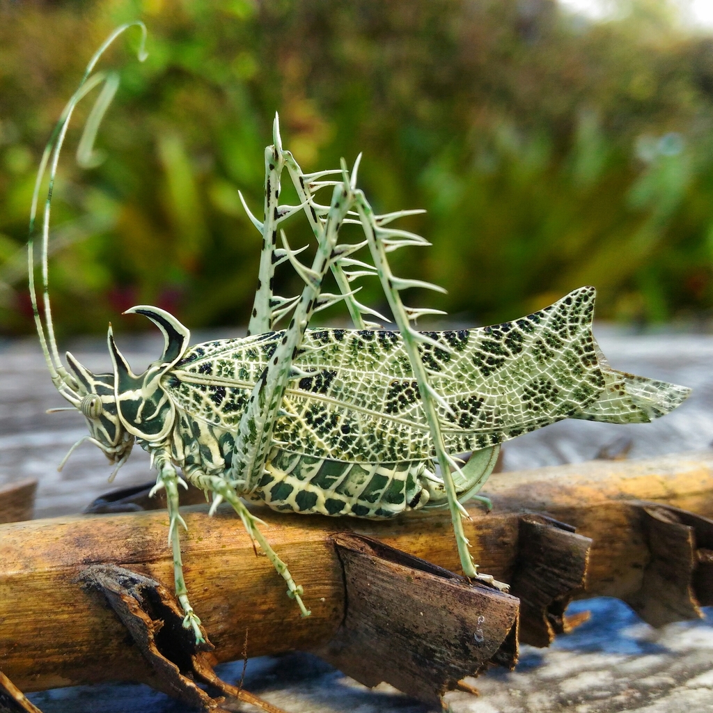 Lichen Katydid from San Nicolás-Vereda Cabeceras, Rionegro, Antioquia ...