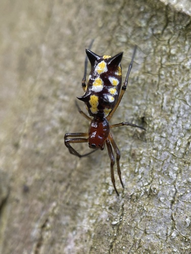 Micrathena funebris