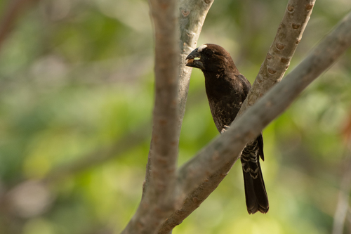 Grosbeak Weaver
