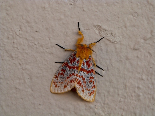 Mpanjaka gentilis