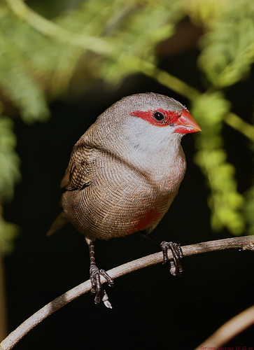 Common Waxbill