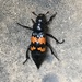 Margined Burying Beetle - Photo (c) rolypolyfishhead, all rights reserved